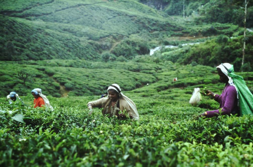 Nuwara Eliya, Sri Lanka